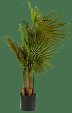 ARECA Palmeira Verde