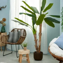 BANANA Bananeira Verde