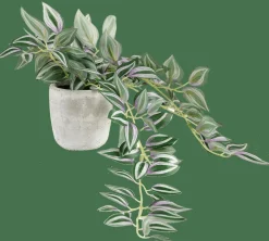 CALATHEA Planta Pendente Cinzento, Verde, Roxo