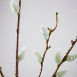 DANDIL Caule Cor-de-laranja