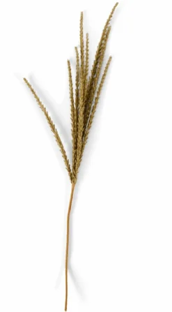 GOLDENROD Caule Branco