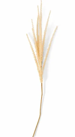 GOLDENROD Caule Caqui