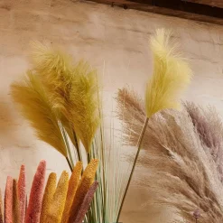 GRASS Panícula De Cana Verde