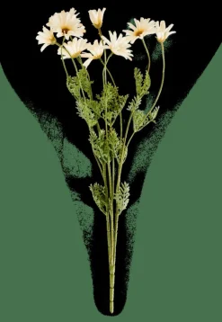 INDI Crisântemo Creme