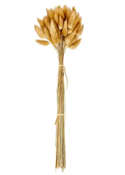 LAGURUS Lagurus Natural