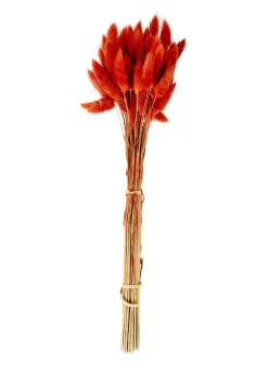 LAGURUS Lagurus Natural