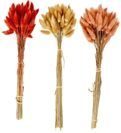 LAGURUS Lagurus Vermelho