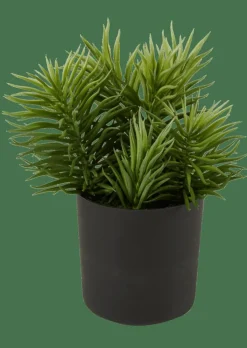 MOHAVE Diversas Cores