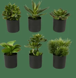 MOHAVE Diversas Cores