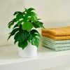 MONSTERA Planta Diversas Cores