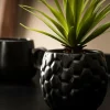 PINA Planta Ananás Em Vaso Preto