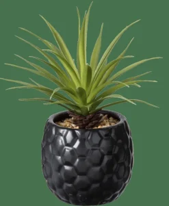 PINA Planta Ananás Em Vaso Preto