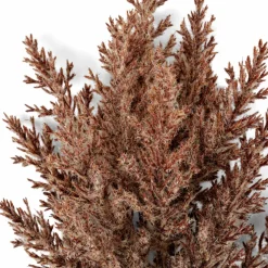 PLUME Plumas Decorativas Castanho Claro