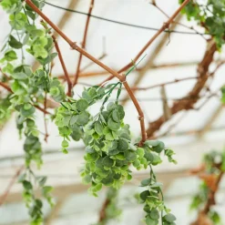 TRIFOLIUM Ramo Com Flores Amarelo