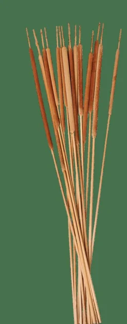 TYPHA Canas Conjunto De 15 Natural