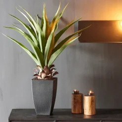 VERA Aloé Vera Verde