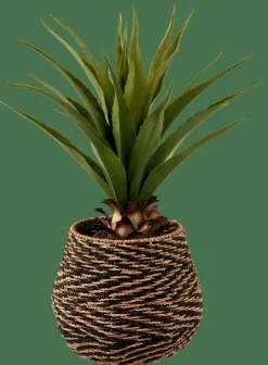 VERA Aloé Vera Verde