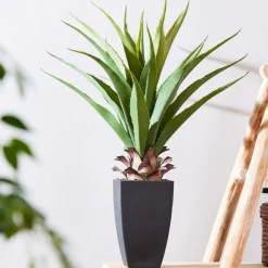 VERA Aloé Vera Verde